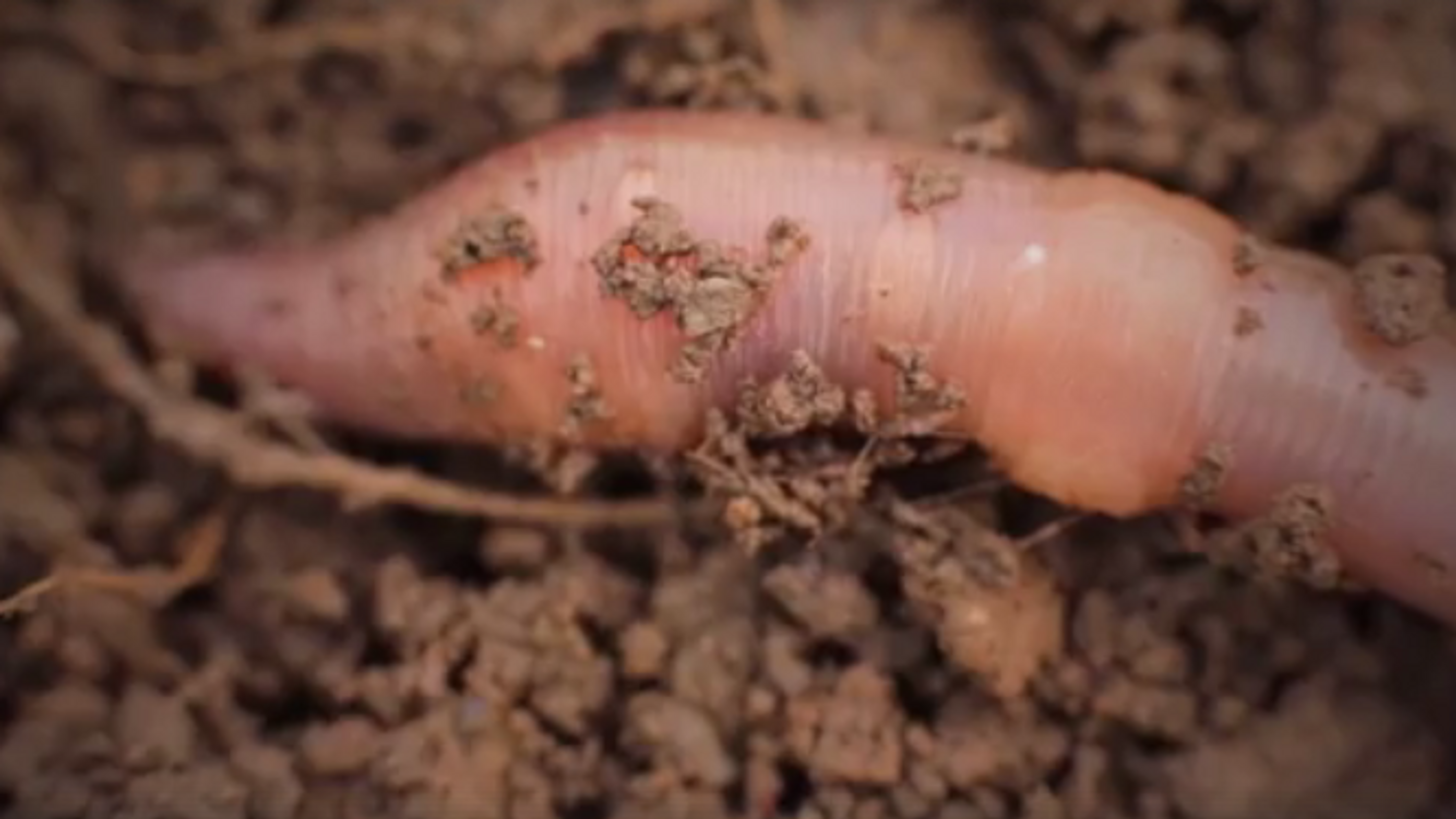 Earthworms: Soil Engineers
